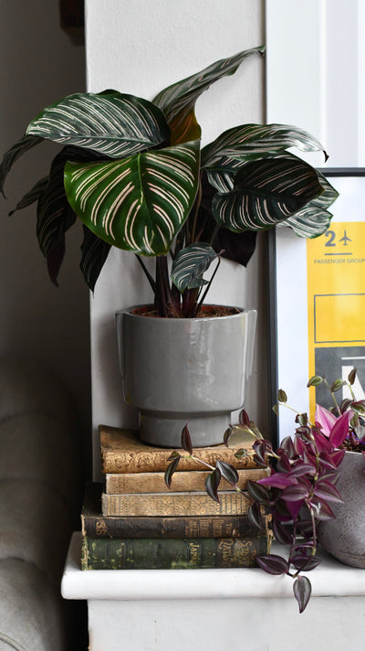 Aries Grey premium Glaze Handle planter (14cm indoor plant pot)