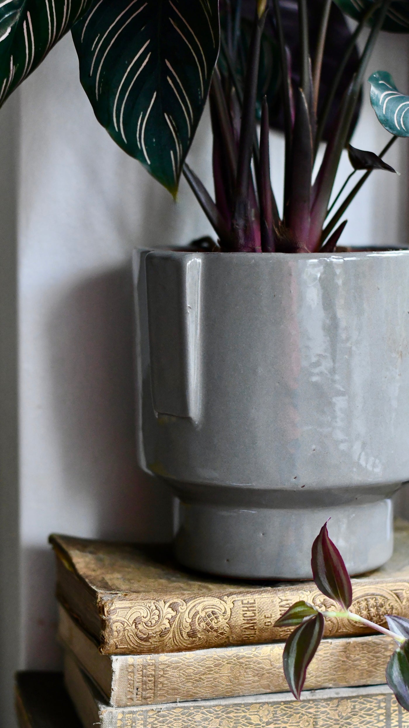 Aries Grey premium Glaze Handle planter (14cm indoor plant pot)