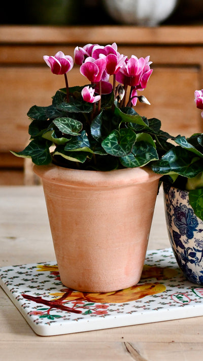 Cyclamen 'Goblet Shine'