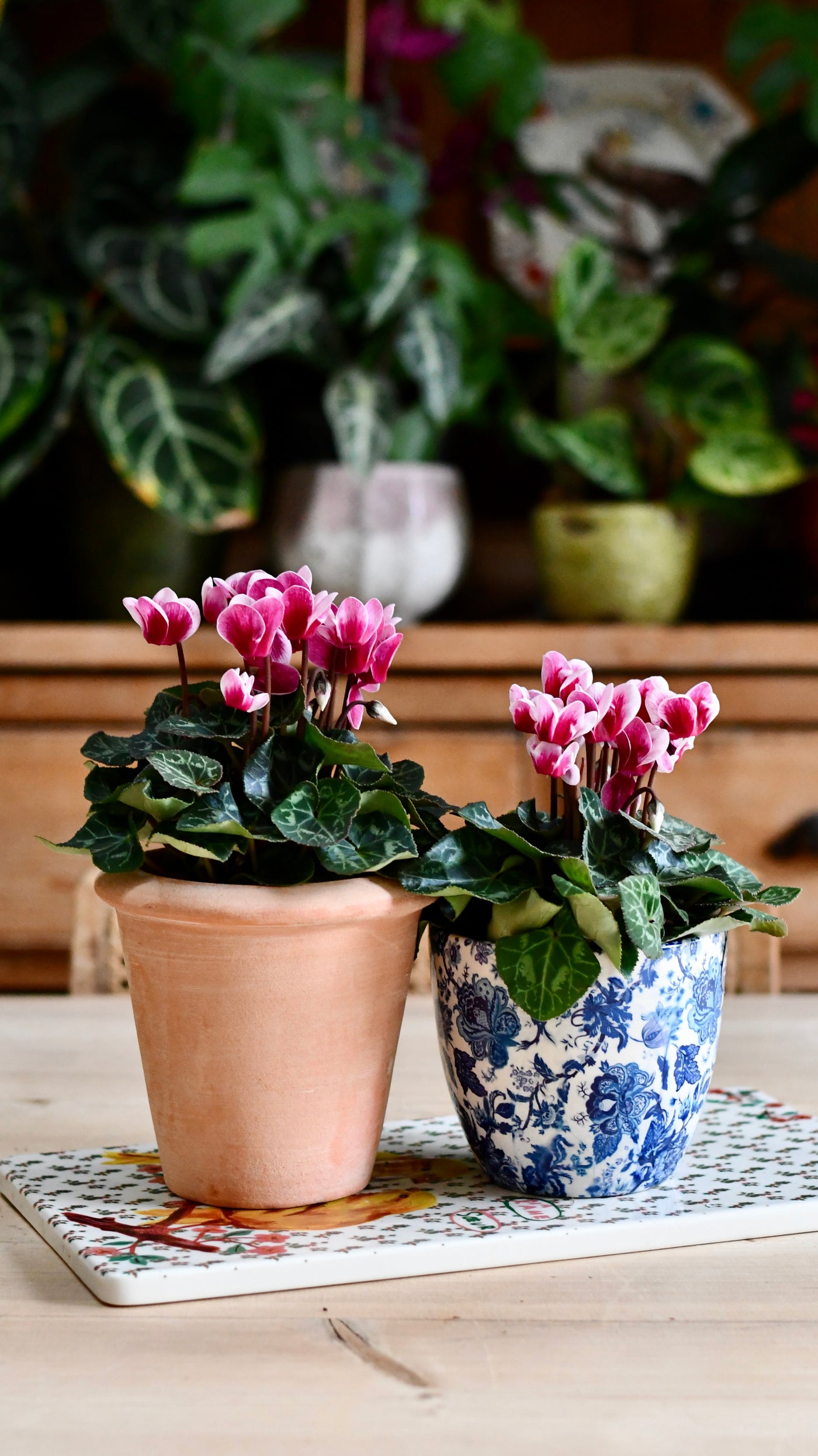 Cyclamen 'Goblet Shine'