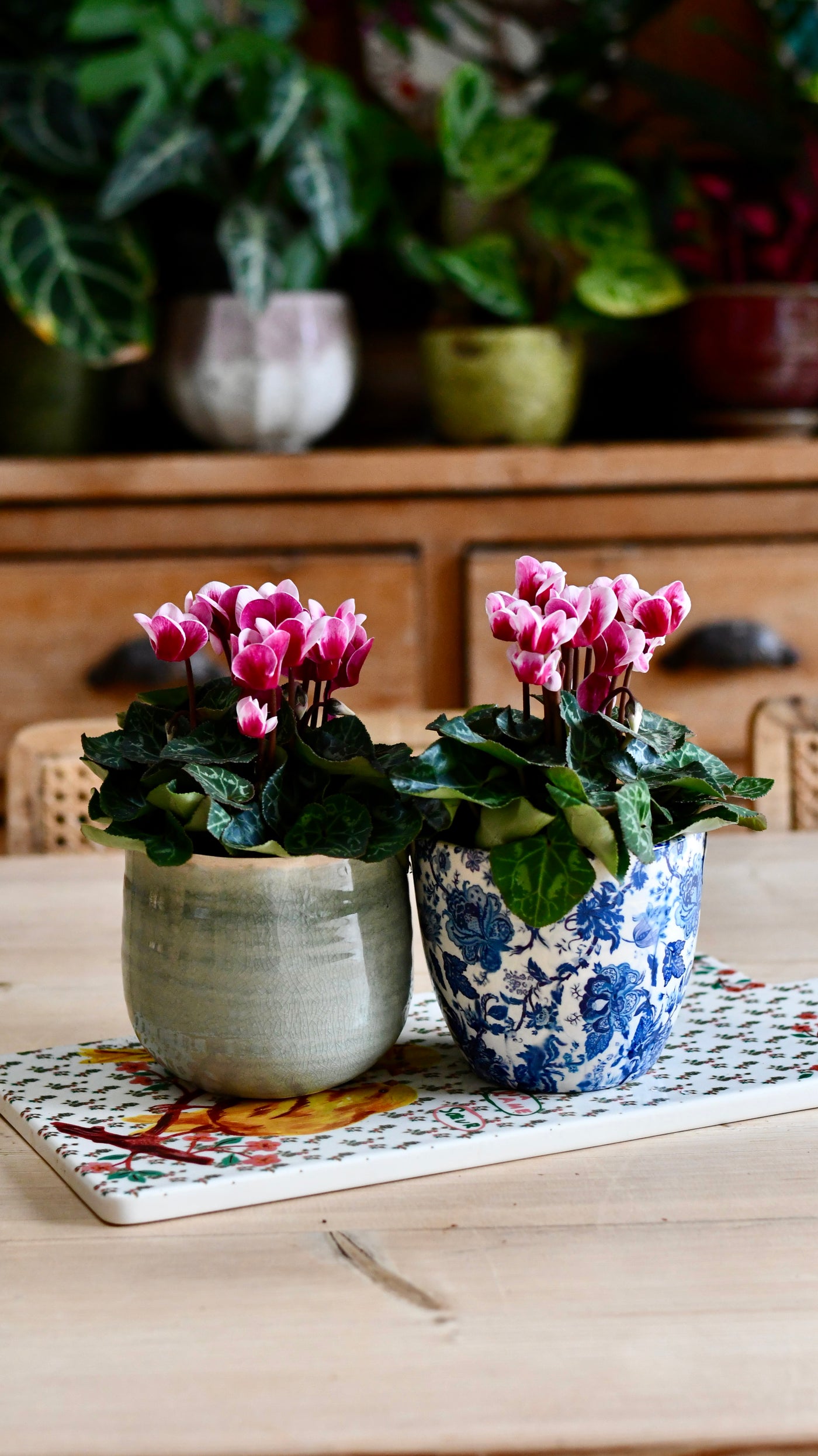 Cyclamen 'Goblet Shine'