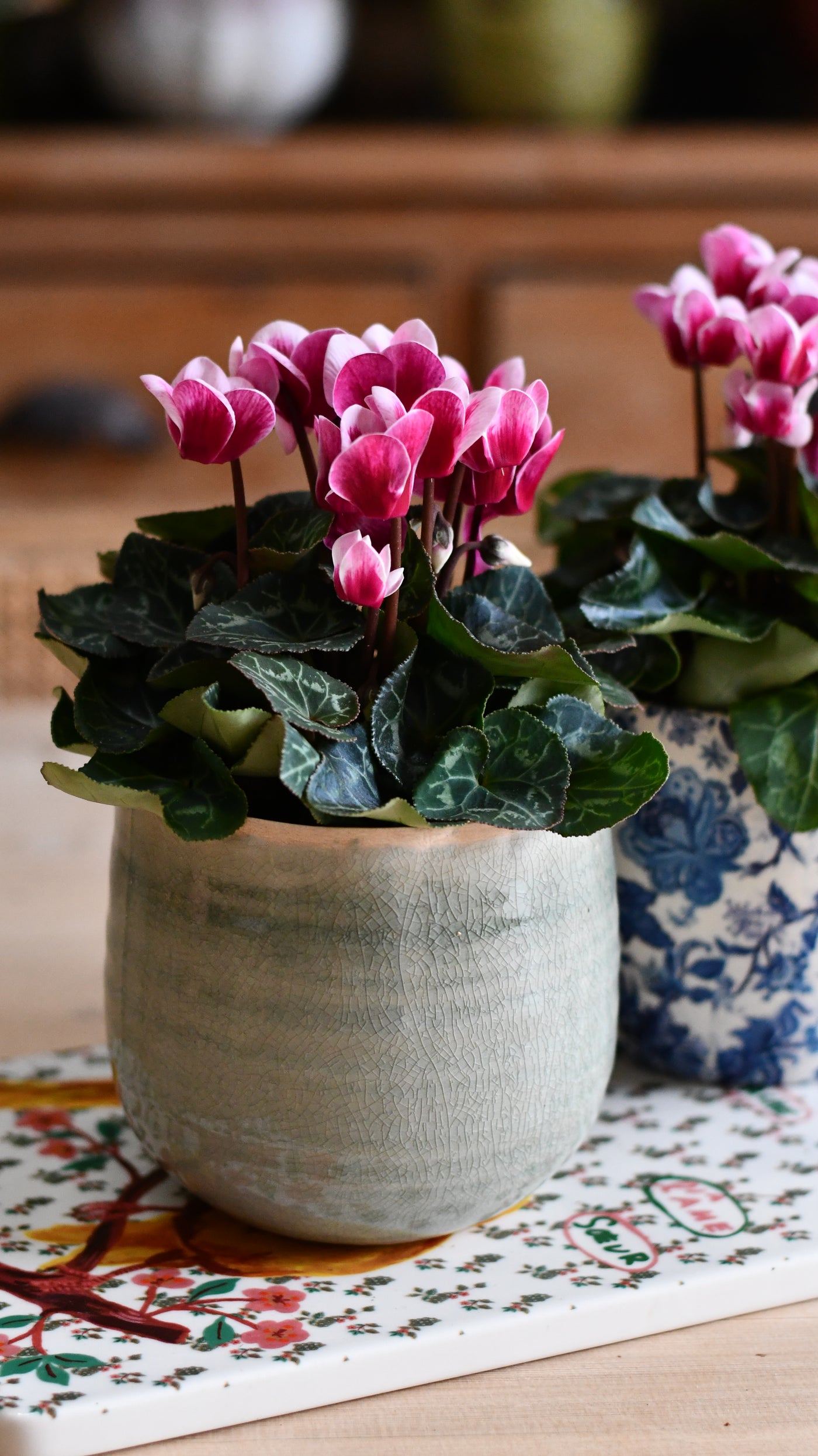 Cyclamen 'Goblet Shine'