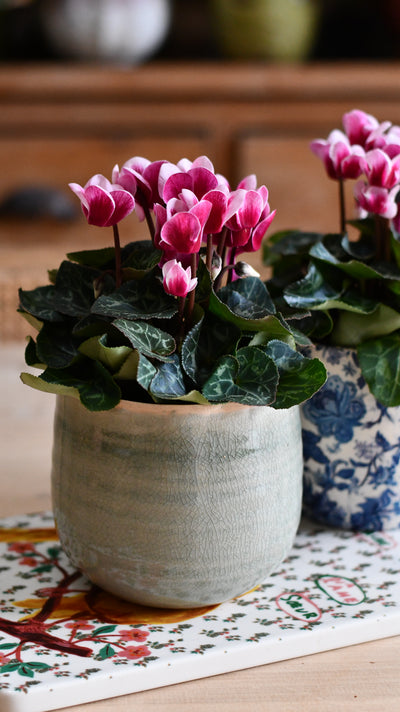 Cyclamen 'Goblet Shine'