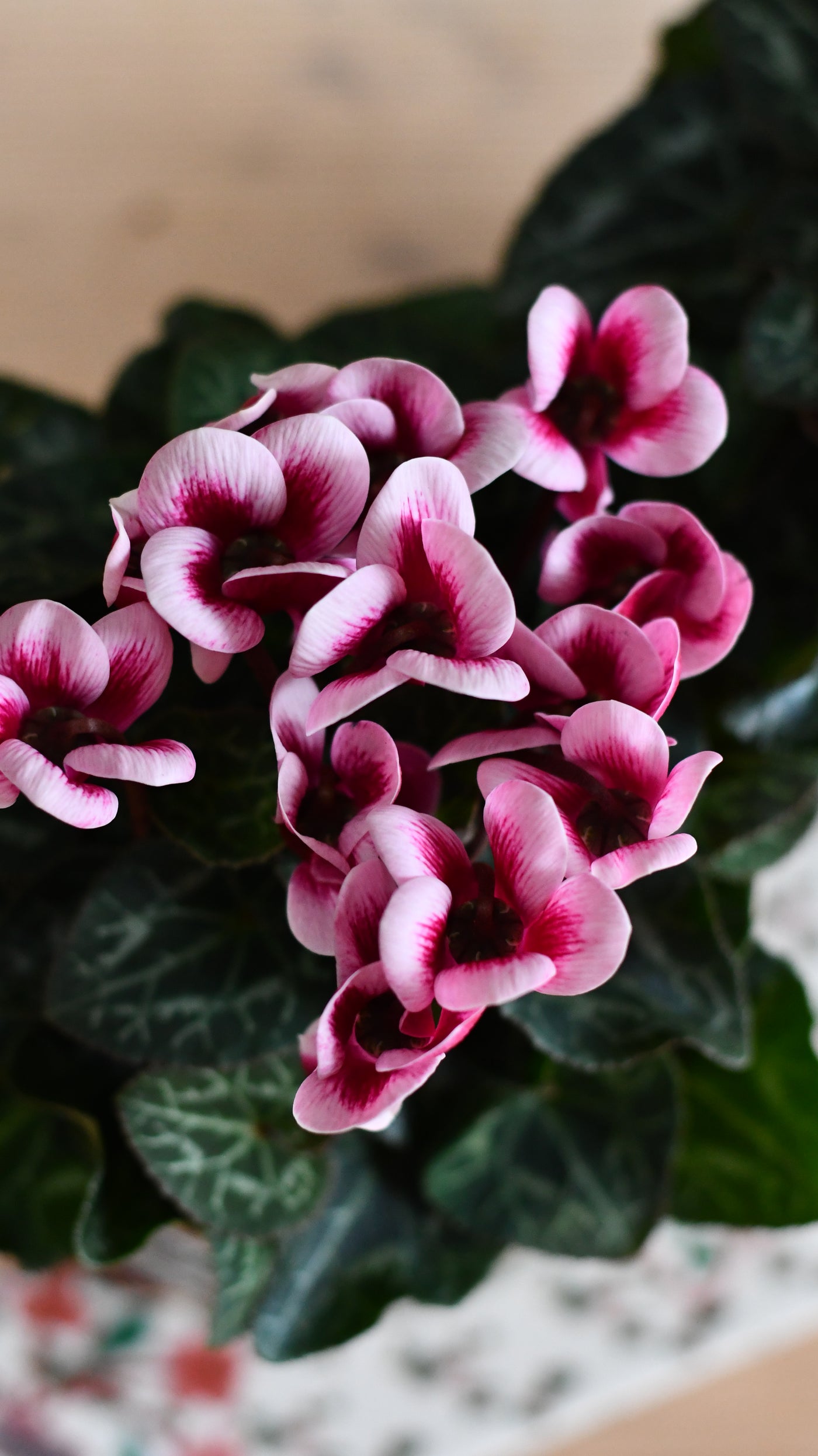 Cyclamen 'Goblet Shine' & Monza Planter