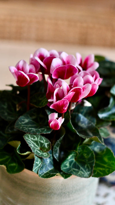 Cyclamen 'Goblet Shine' & Monza Planter