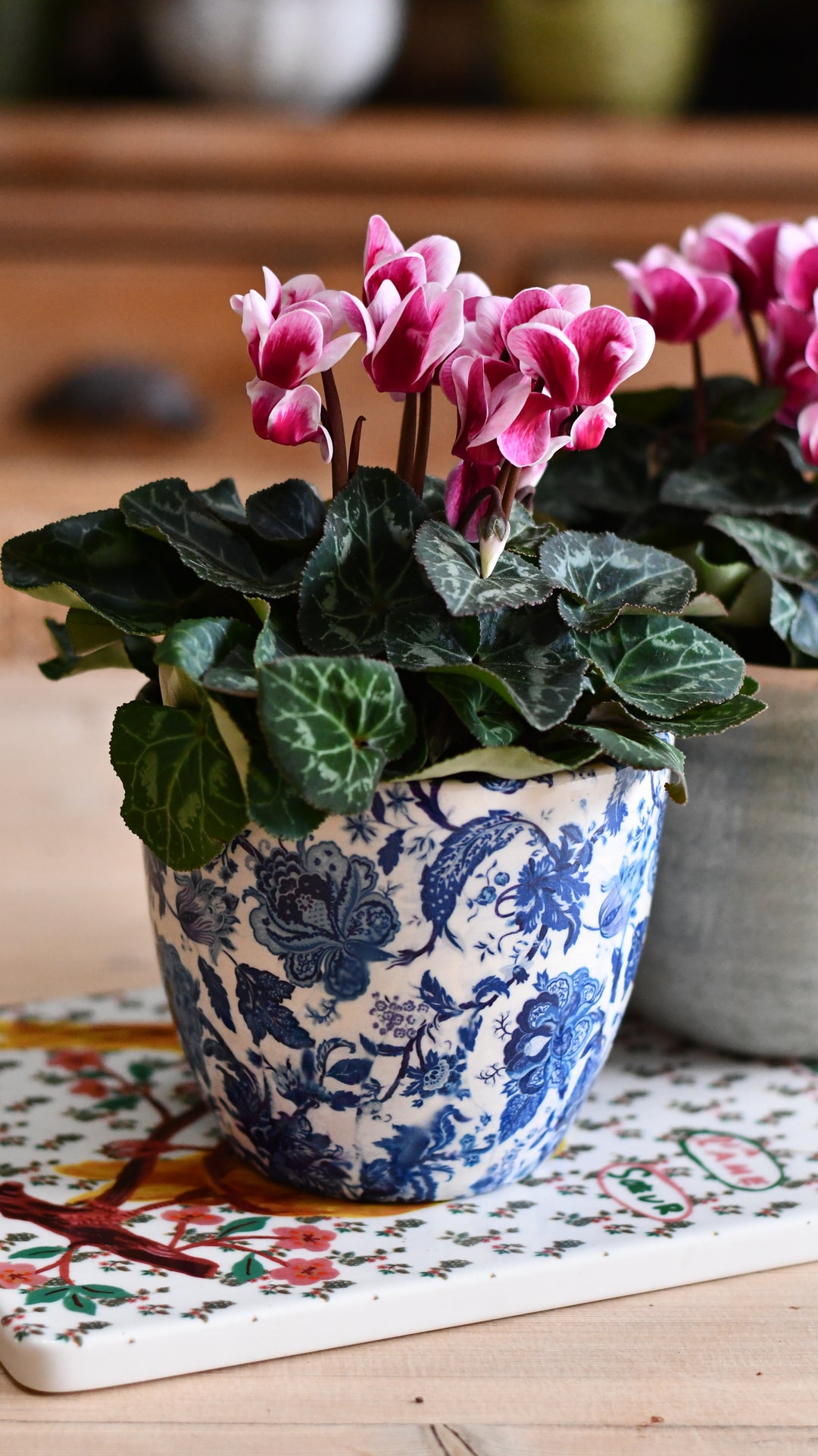 planting cyclamen in pots Cyclamen 'Goblet Shine' & Monza Planter | Houseplant Gifts