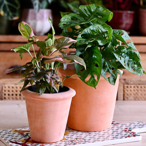 Terracotta Indoor Plant Pot 15cm