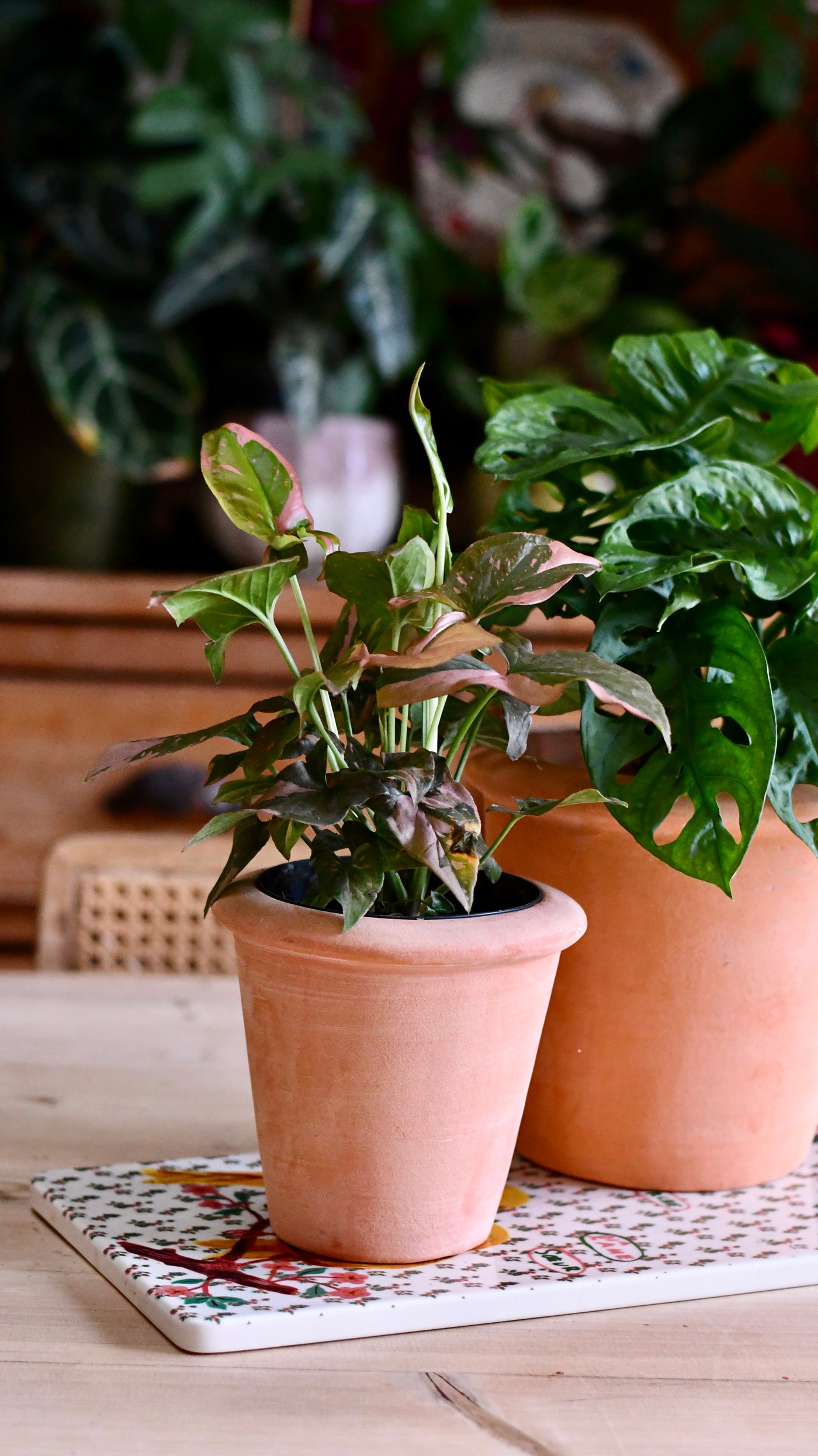 Terracotta Indoor Plant Pots 11cm