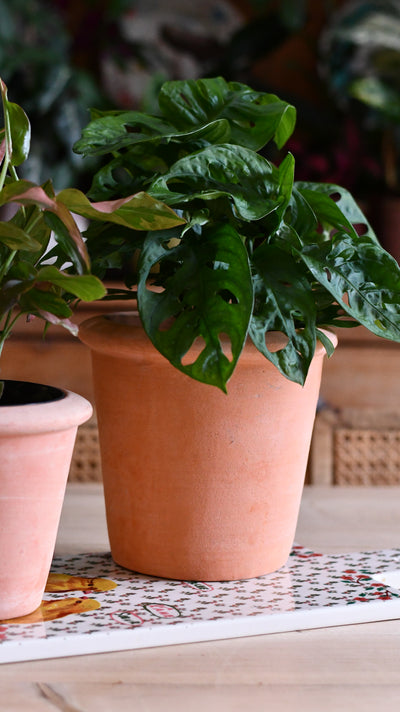 Terracotta Indoor Plant Pot 15cm