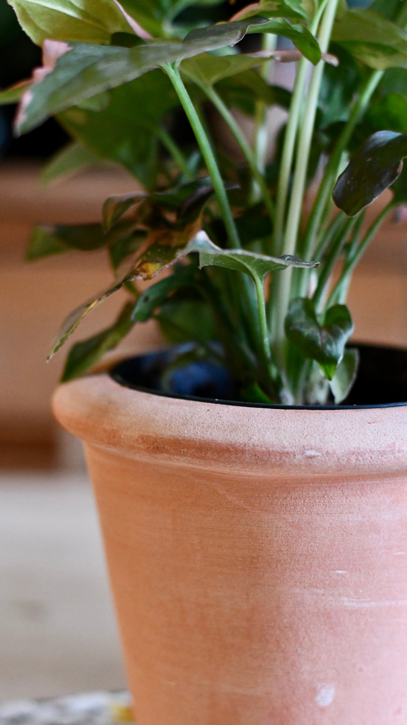 Terracotta Indoor Plant Pots 11cm