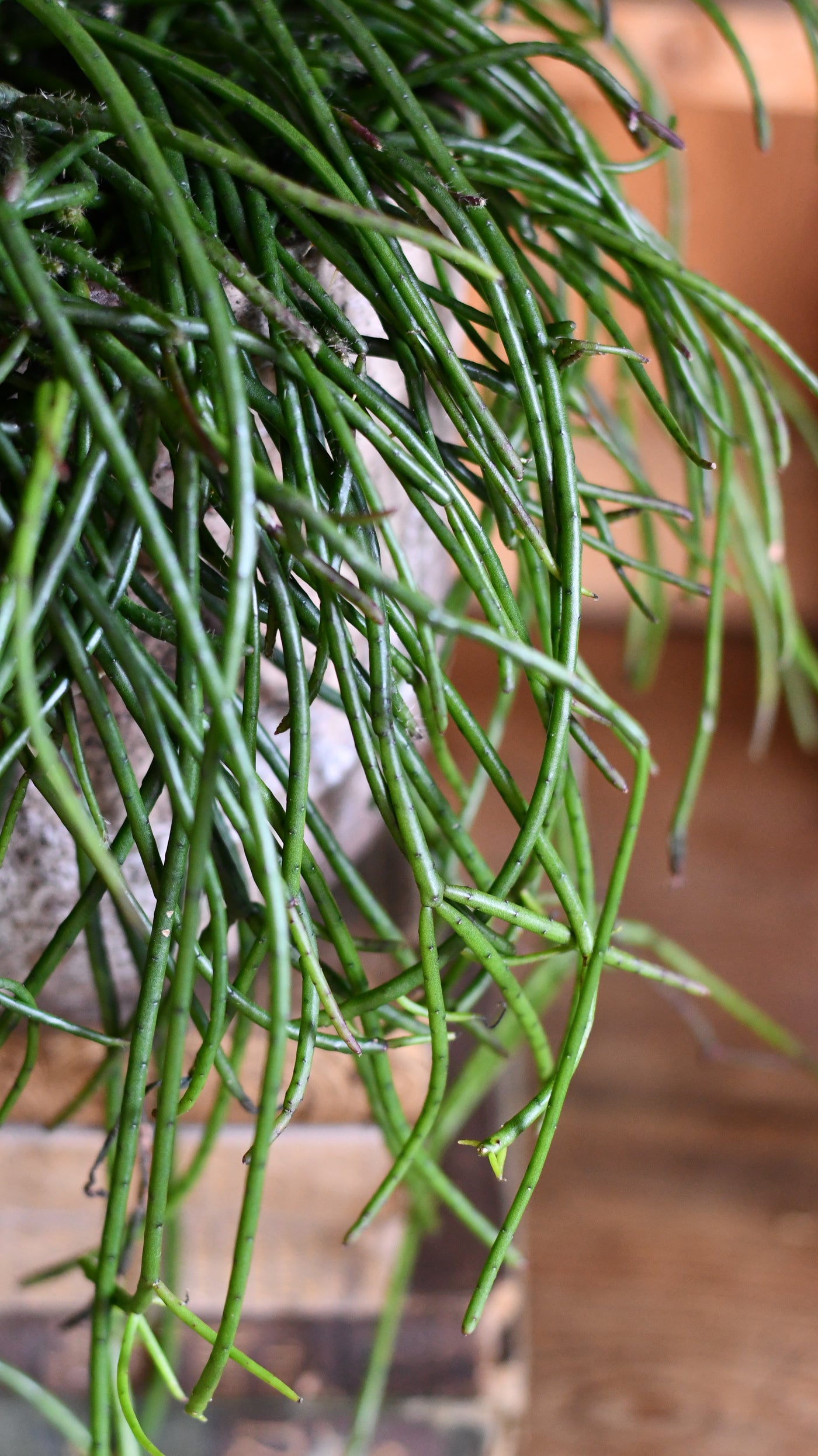 Rhipsalis Floccosa