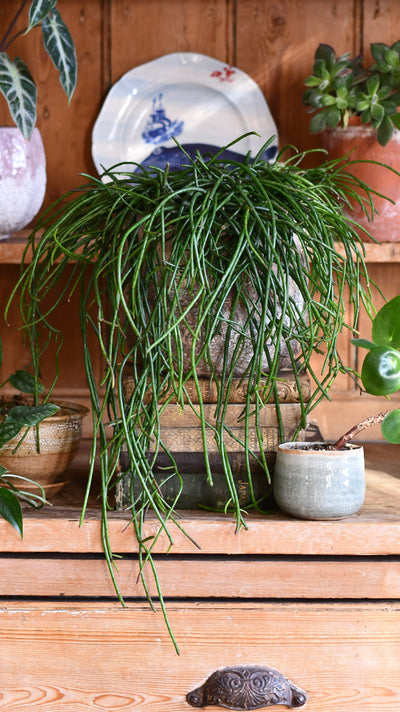 Rhipsalis Floccosa