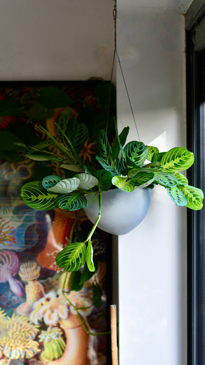 Hanging Maranta Leuconeura Marisela - Lemon and Lime