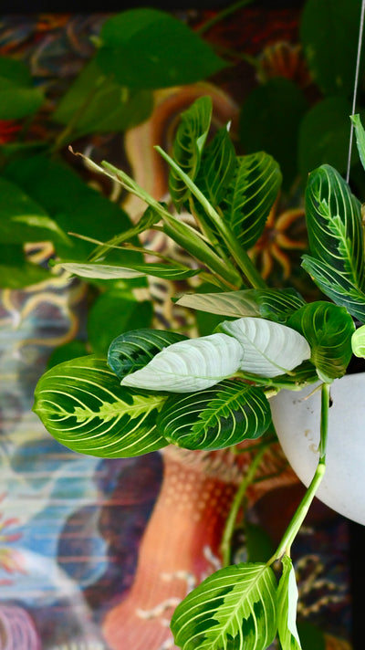 Hanging Maranta Leuconeura Marisela - Lemon and Lime