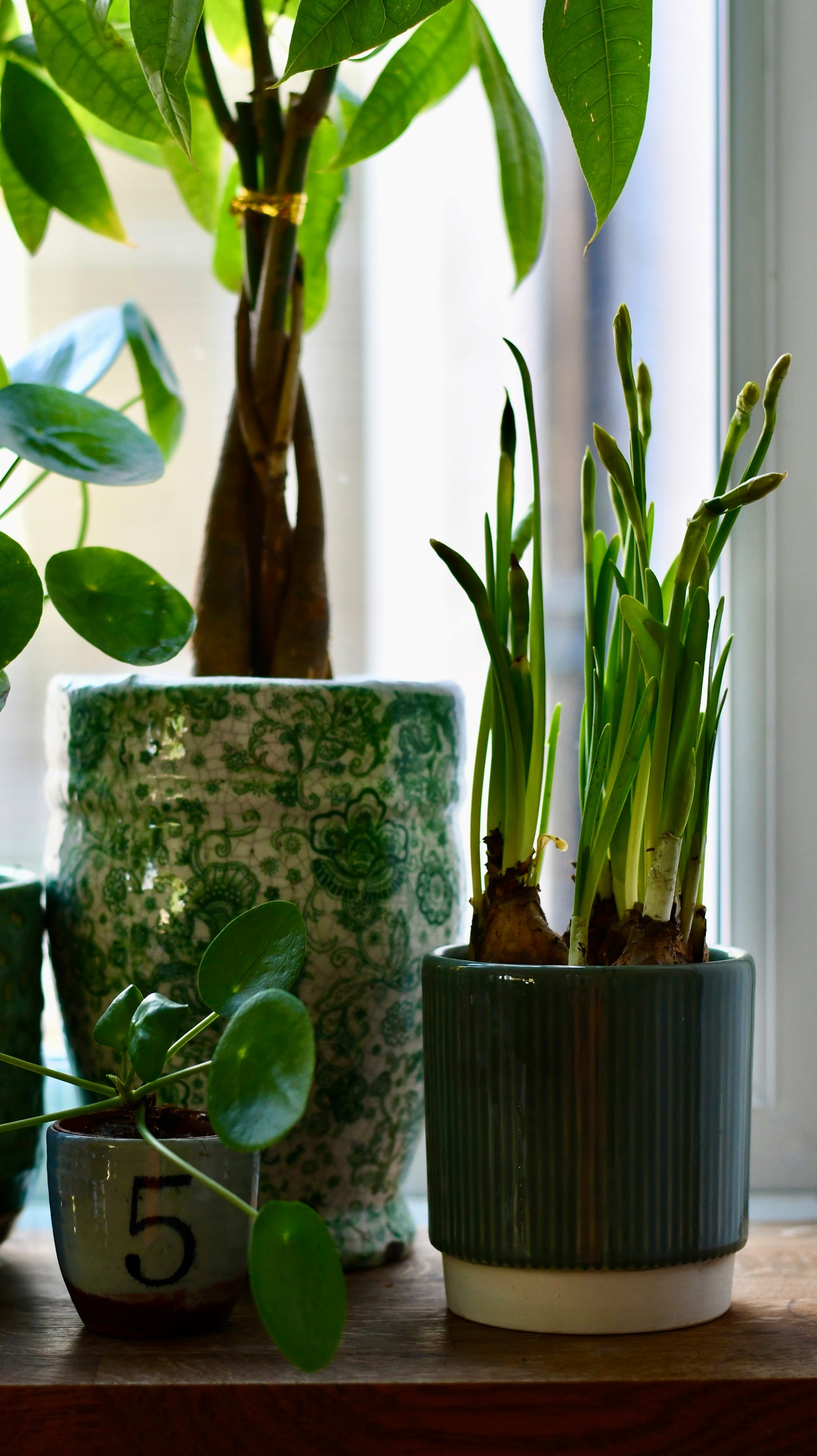 Narcissus Tête-à-Tête & Planter