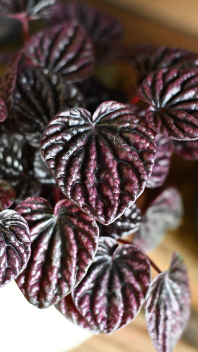 Peperomia caperata Red Luna