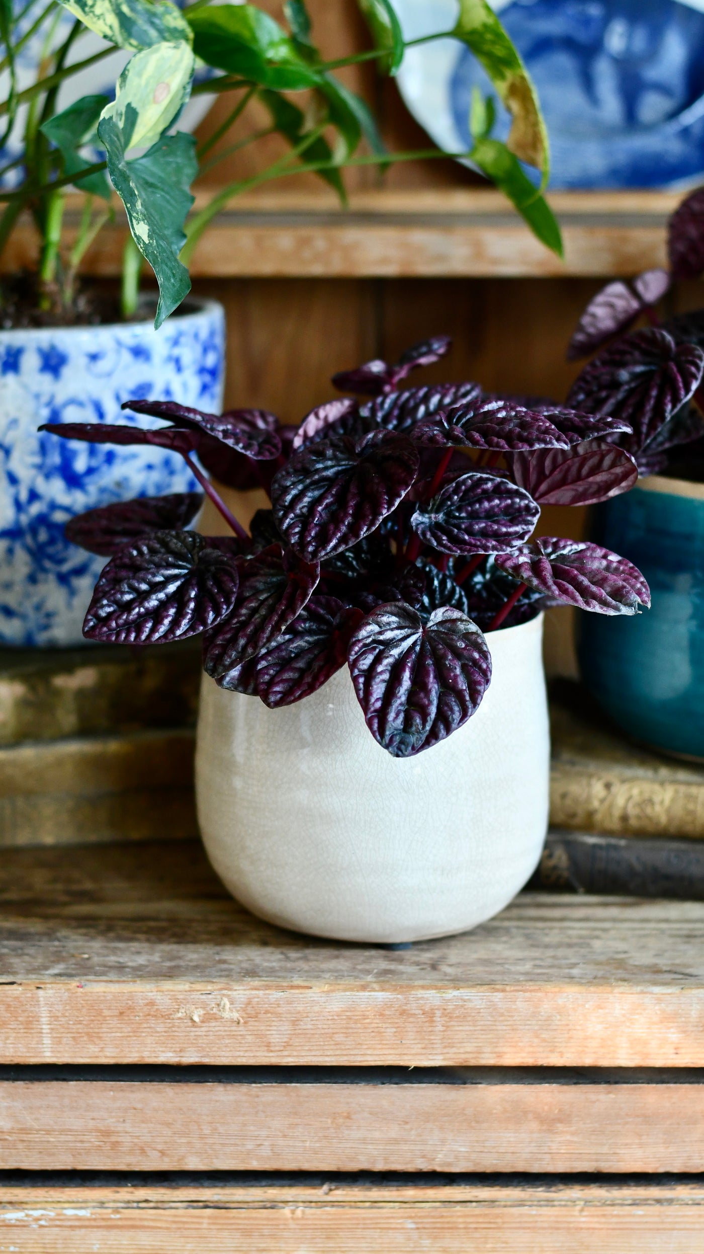 Peperomia caperata Red Luna