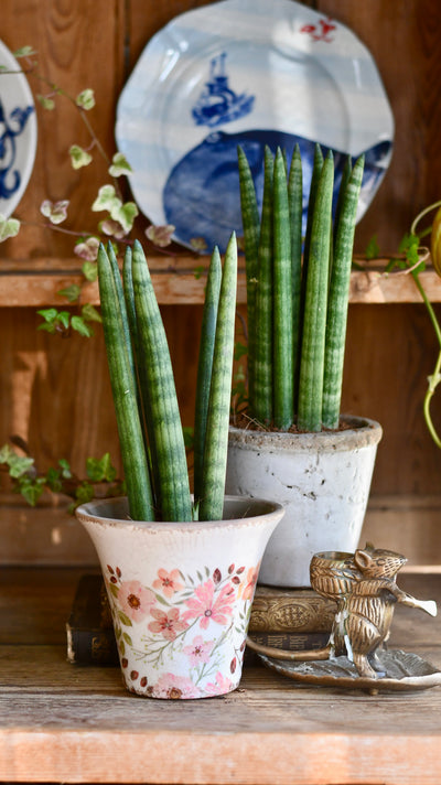 Sansevieria Cylindrica | Cylindrical Snake Plant | African Spear | Cylindrical Mother-in-laws-tongue