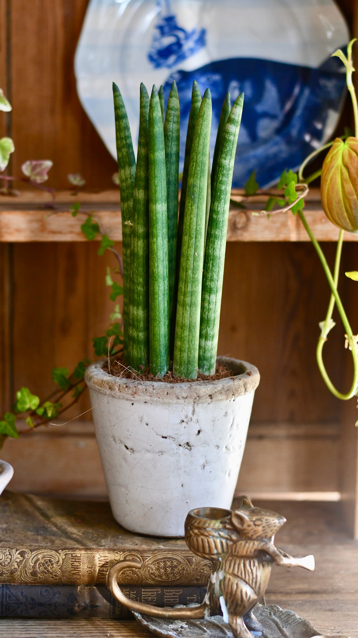 Sansevieria Cylindrica | Cylindrical Snake Plant | African Spear | Cylindrical Mother-in-laws-tongue