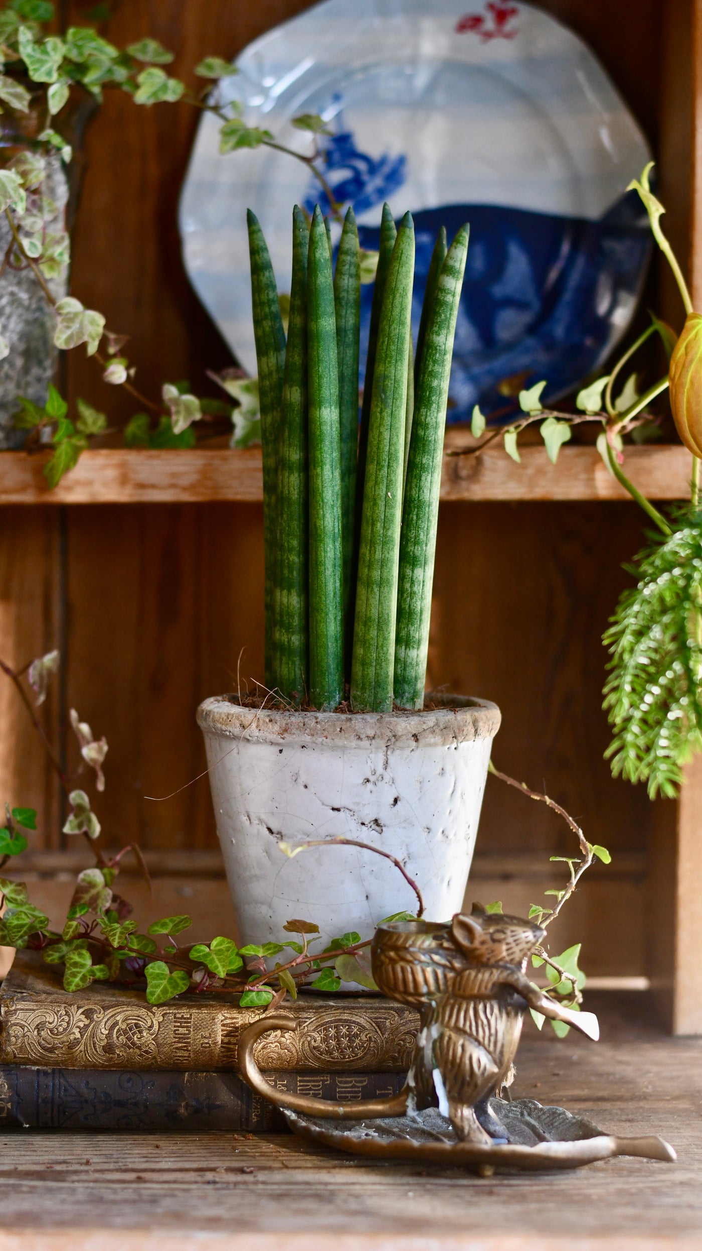 Sansevieria Cylindrica | Cylindrical Snake Plant | African Spear | Cylindrical Mother-in-laws-tongue