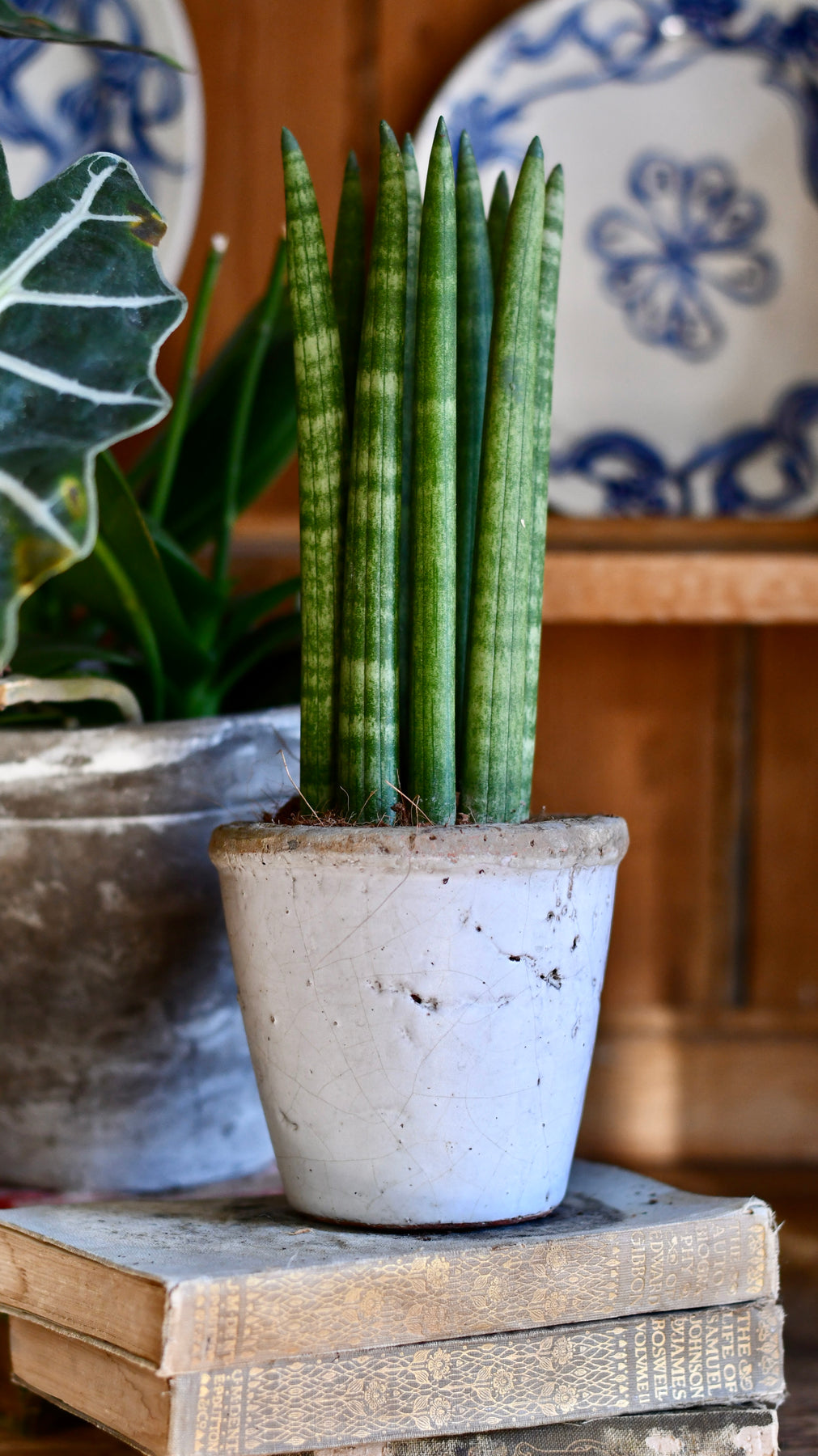 cylindrical succulent Sansevieria Cylindrica | Cylindrical Snake Plant | African Spear