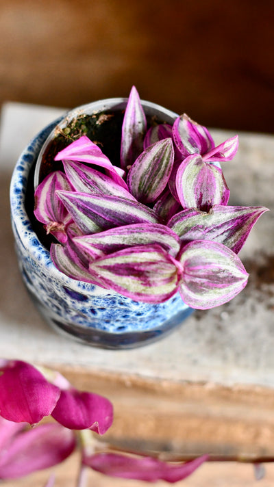 Baby Tradescantia Purple Passion, Wandering Dude