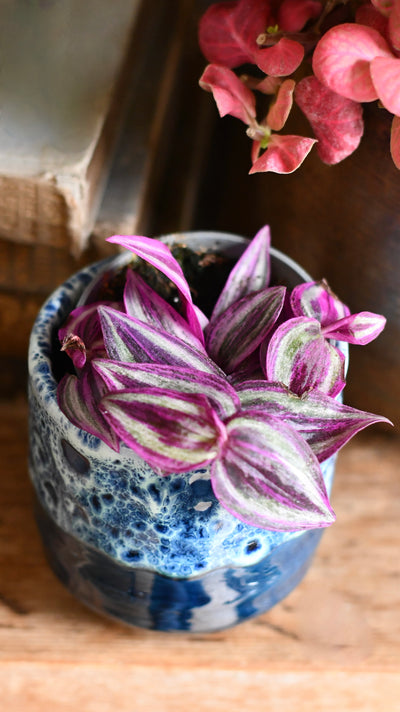 Baby Tradescantia Purple Passion, Wandering Dude