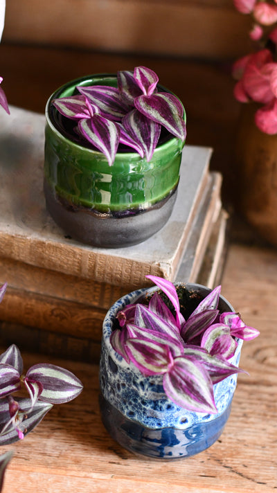 Baby Tradescantia Purple Passion, Wandering Dude