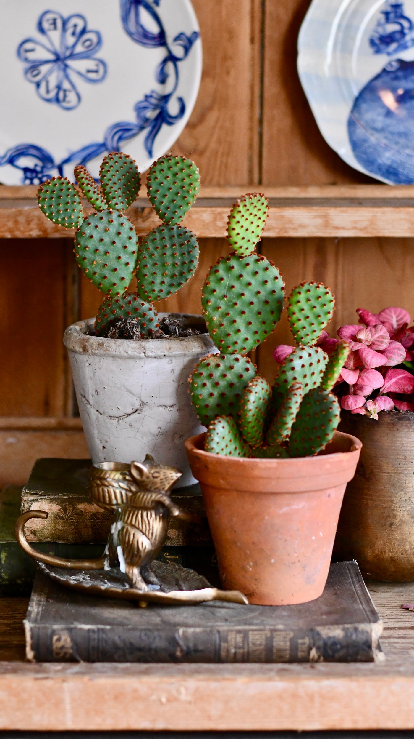 Opuntia Rufida - Blind Pricky Pear