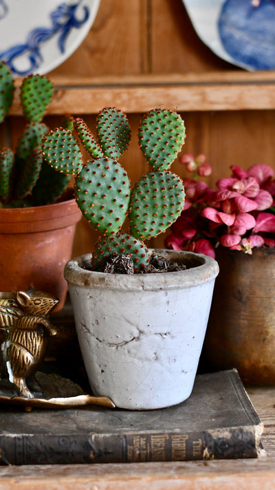 Opuntia Rufida - Blind Pricky Pear