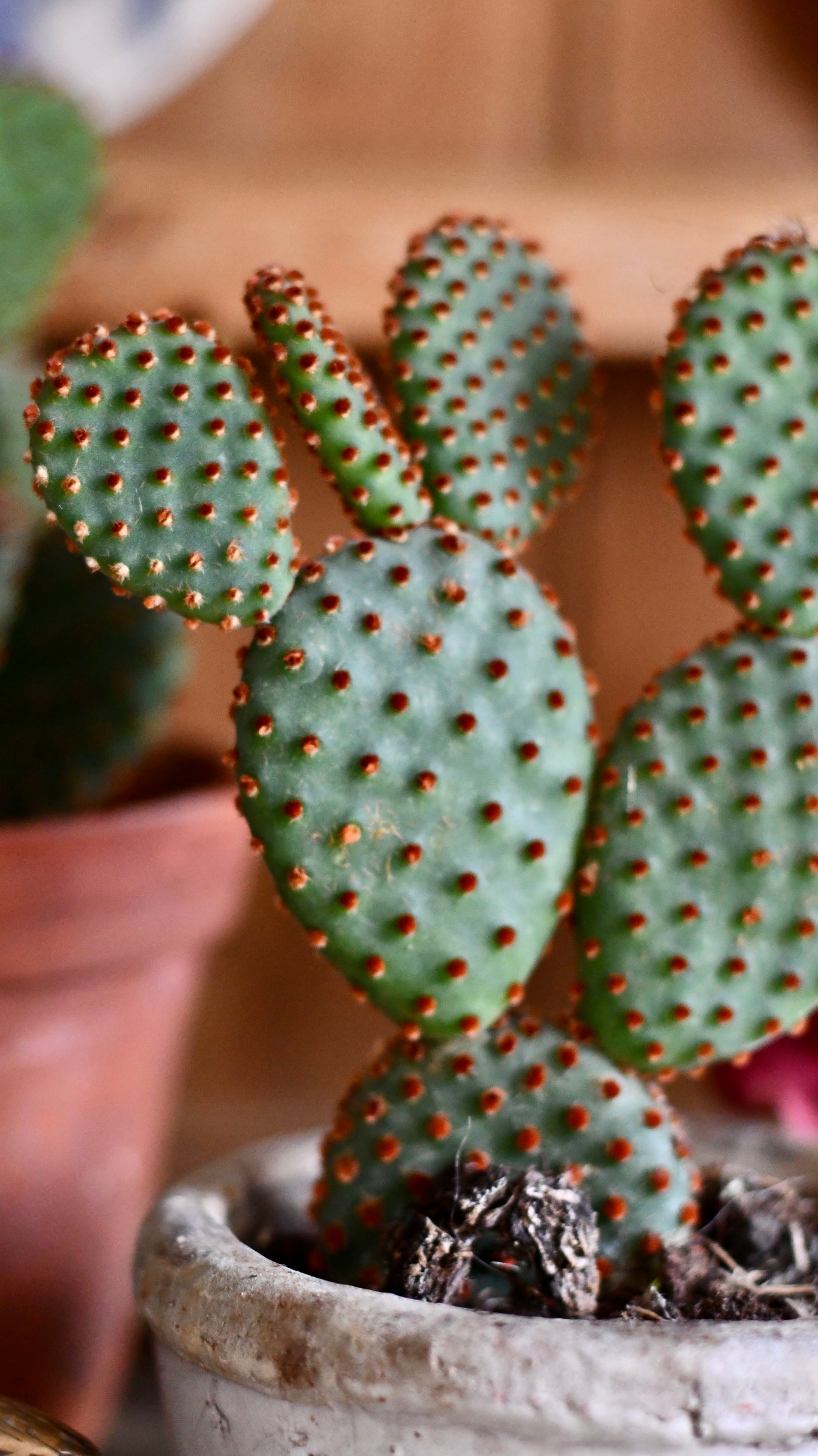 Opuntia Rufida - Blind Pricky Pear