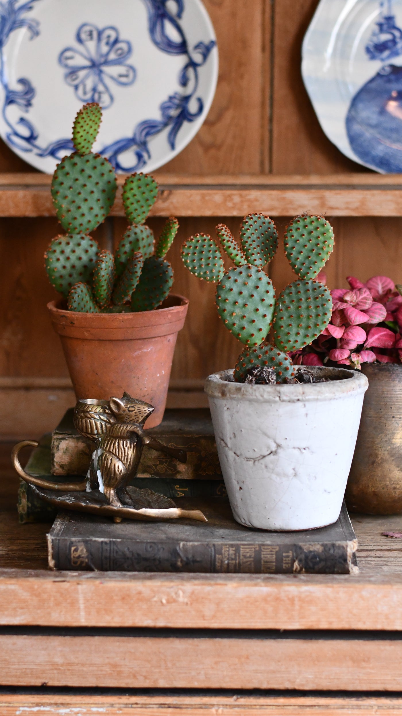 Opuntia Rufida - Blind Pricky Pear