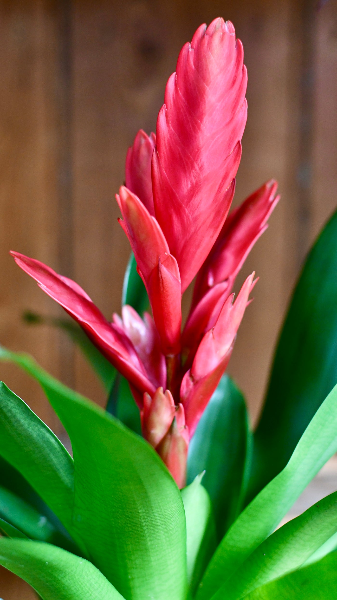 Vriesea Flaming Sword (Intenso Pink)