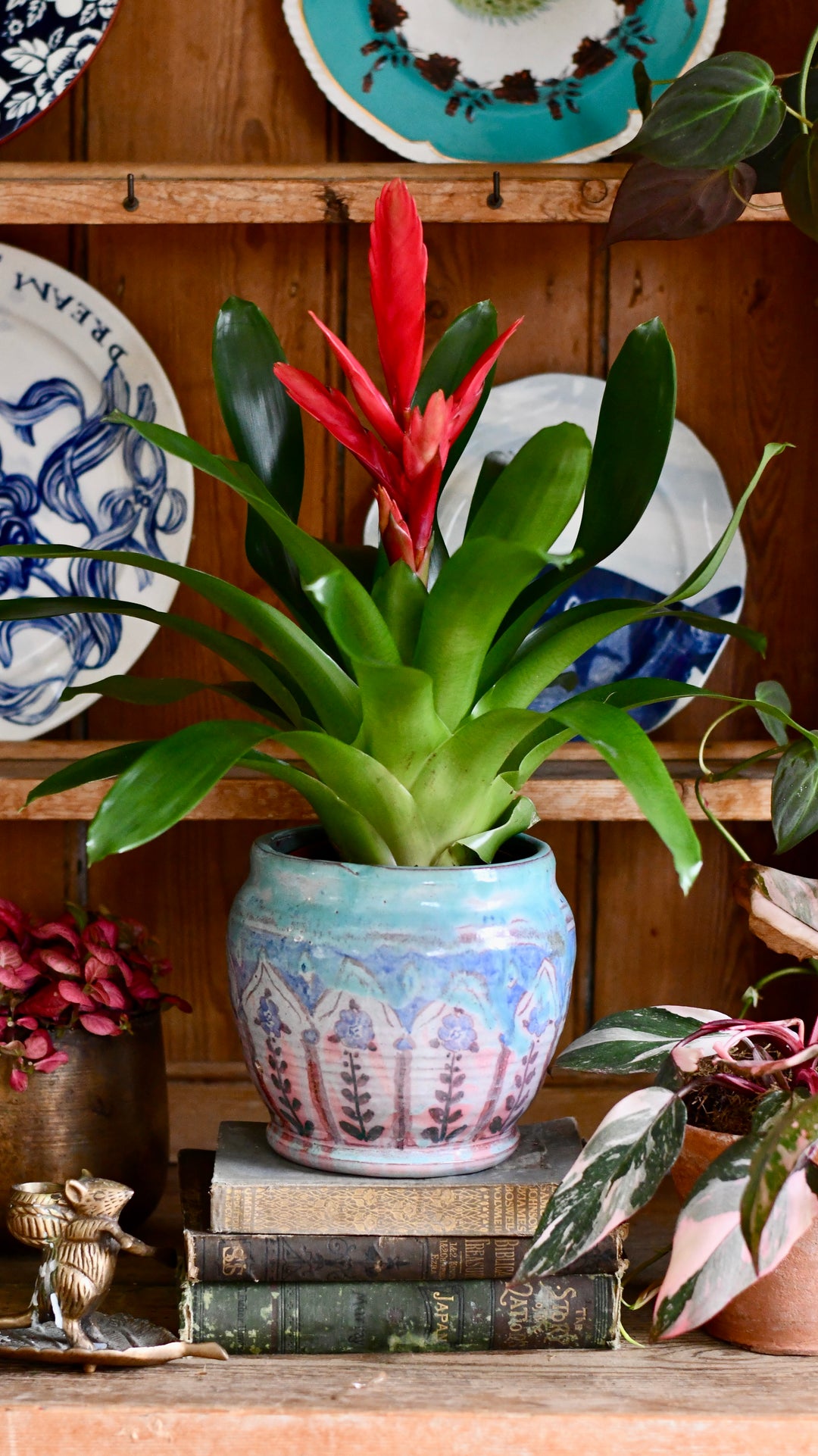 Vriesea Flaming Sword | Intenso Pink Colour – Happy Houseplants