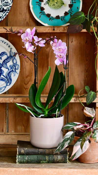 Pink Phalaenopsis Orchid & Lisbon Planter