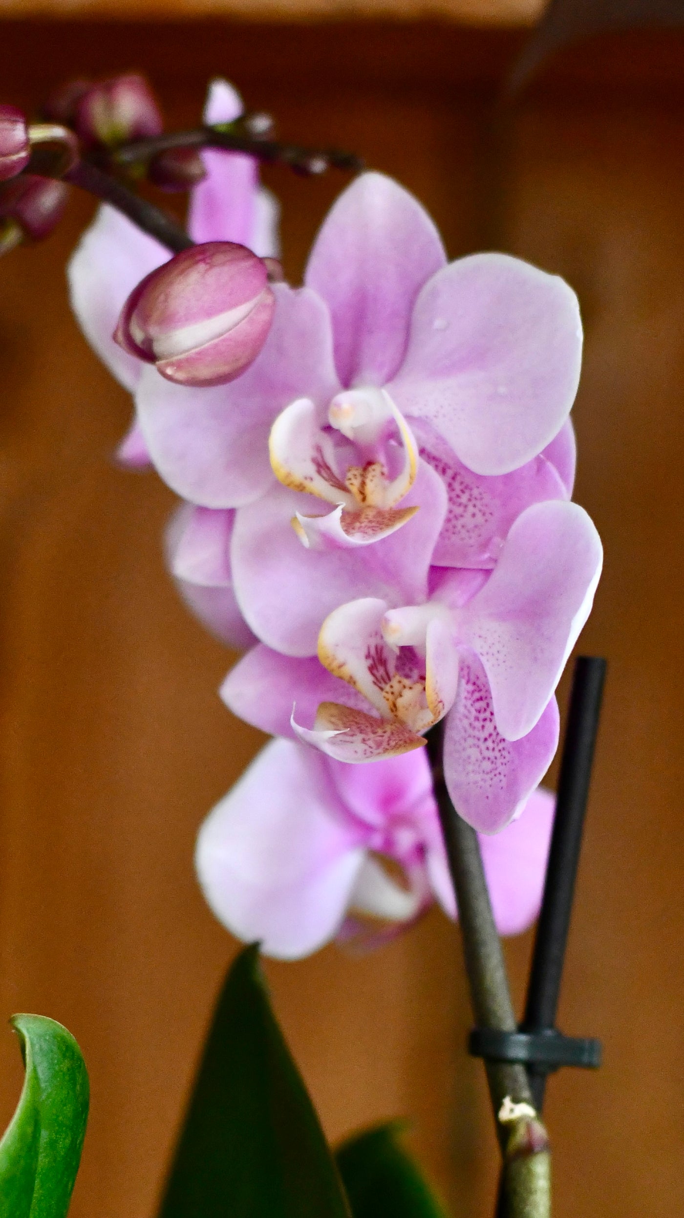 Pink Phalaenopsis Orchid & Lisbon Planter