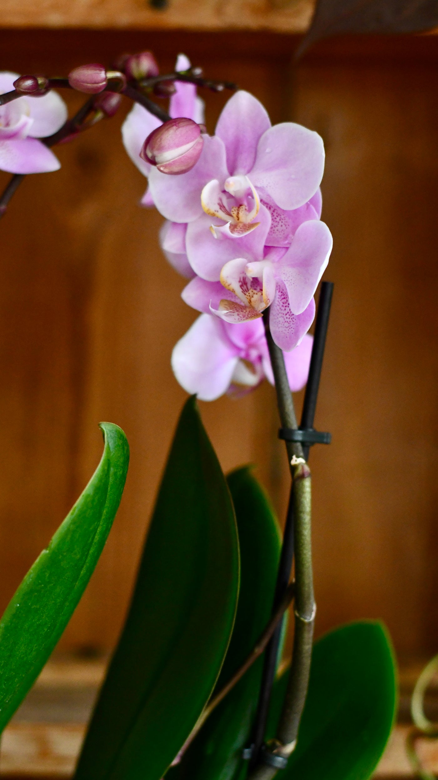 Pink Phalaenopsis Orchid & Lisbon Planter