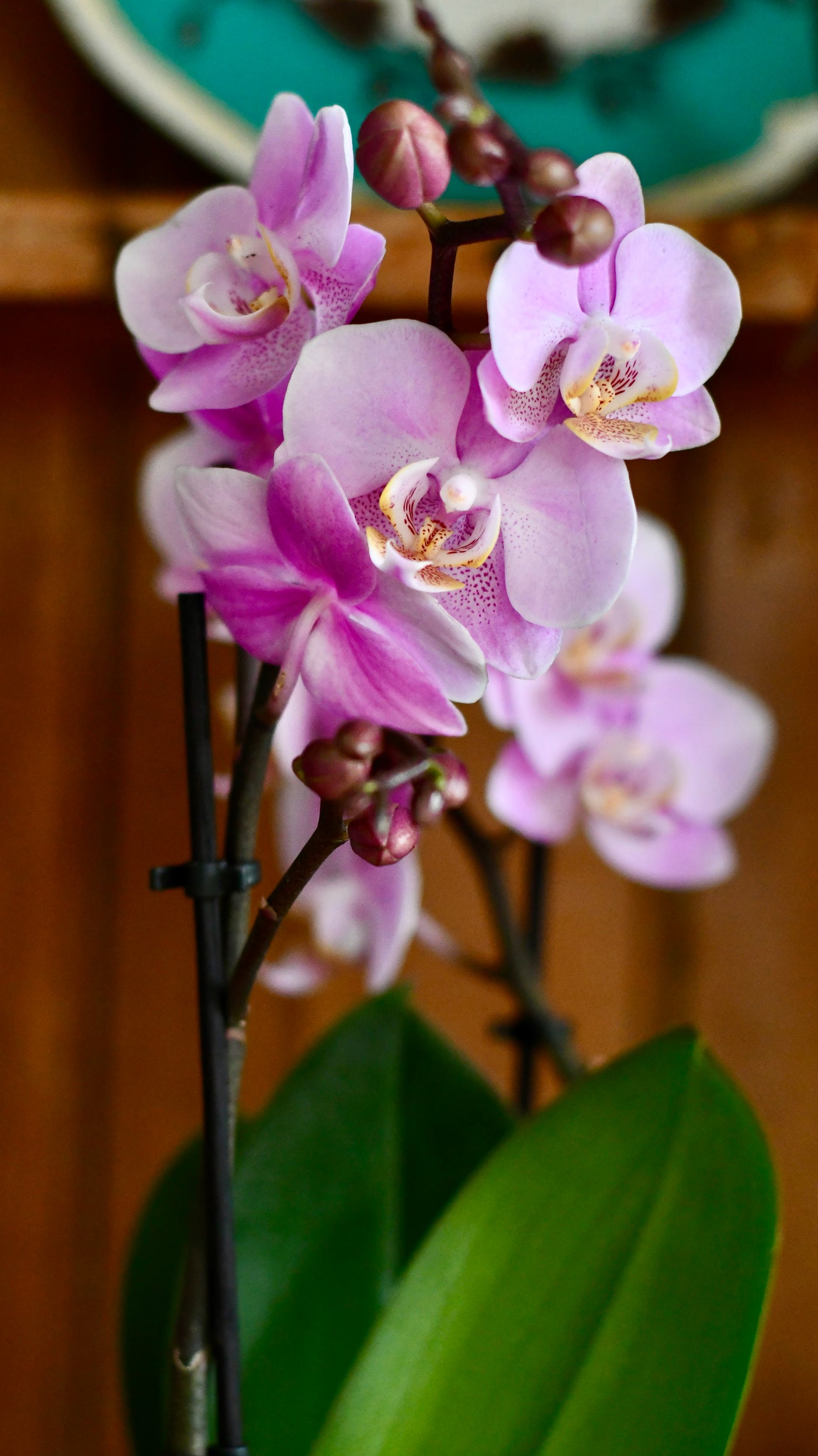 Pink Phalaenopsis Orchid and Vibes Pot