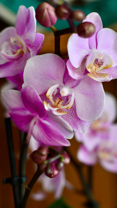 Pink Phalaenopsis Orchid Bouquet