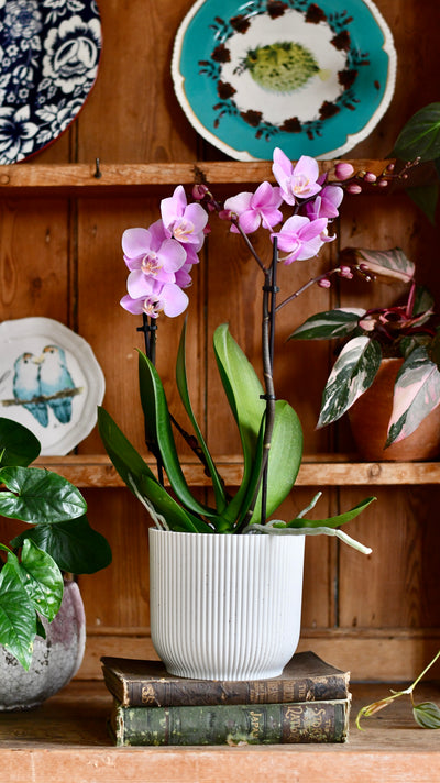 Pink Phalaenopsis Orchid and Vibes Pot
