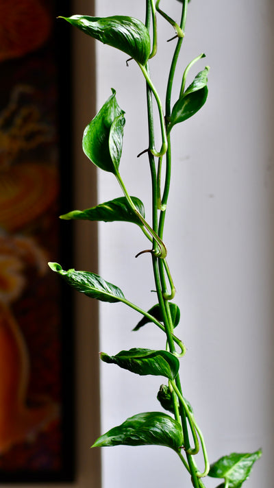 Epipremnum Aureum Shangri La, Javelin or Sleeping Pothos