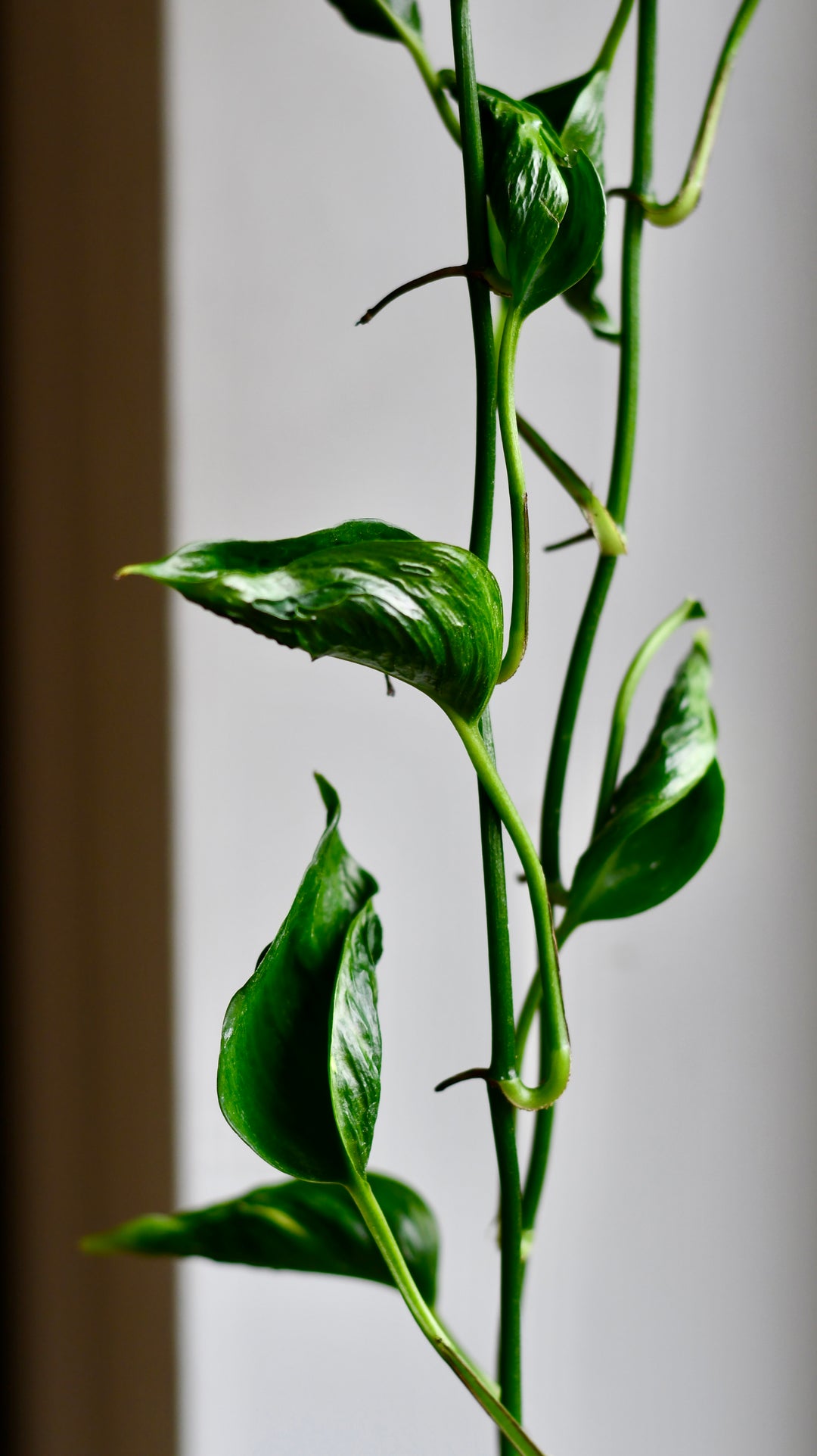 shangri la pothos vs sleeping pothos Epipremnum Aureum Shangri La, Javelin or Sleeping Pothos – Happy Houseplants