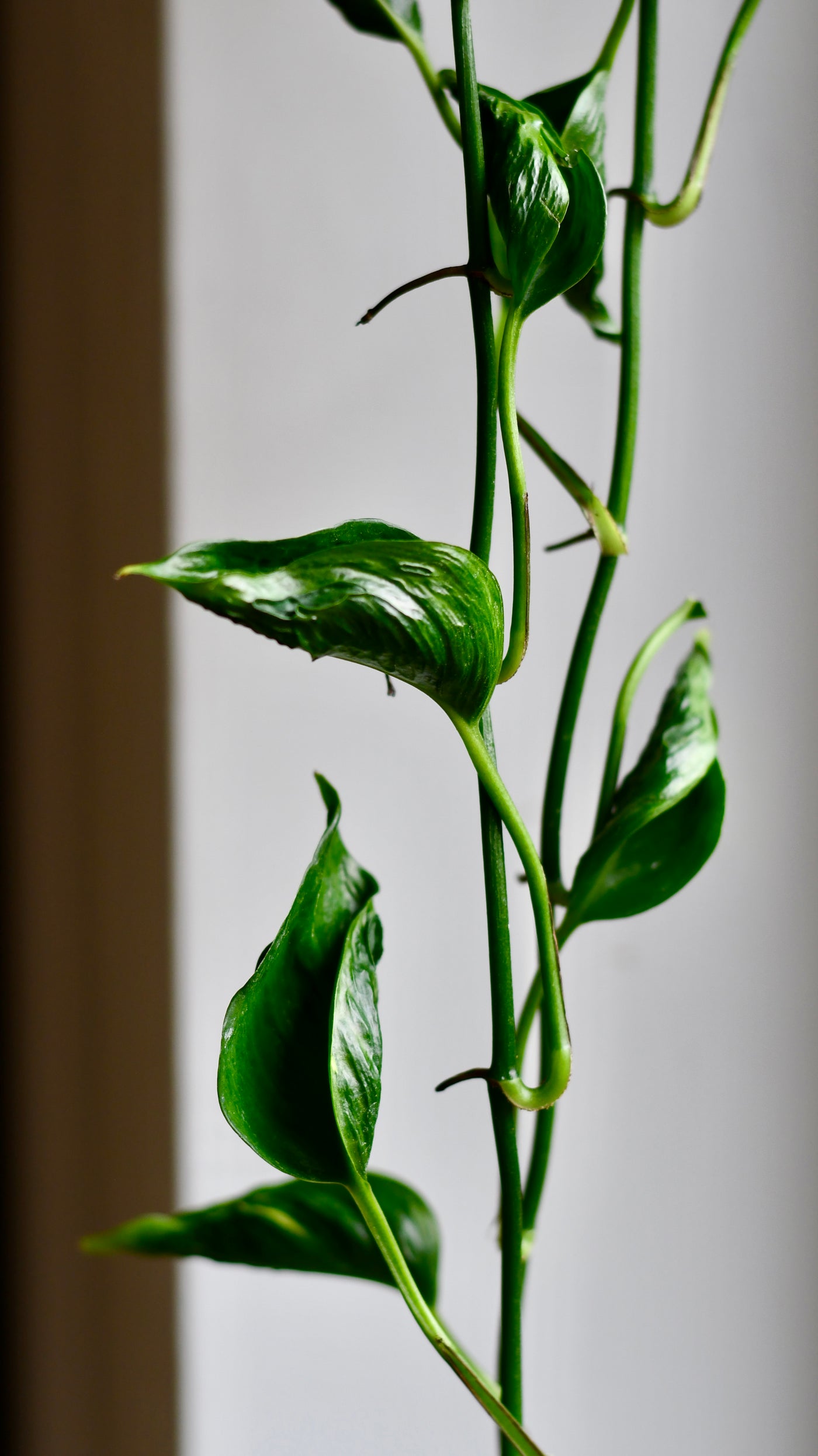 Epipremnum Aureum Shangri La, Javelin or Sleeping Pothos