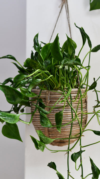 Epipremnum Aureum Shangri La, Javelin or Sleeping Pothos