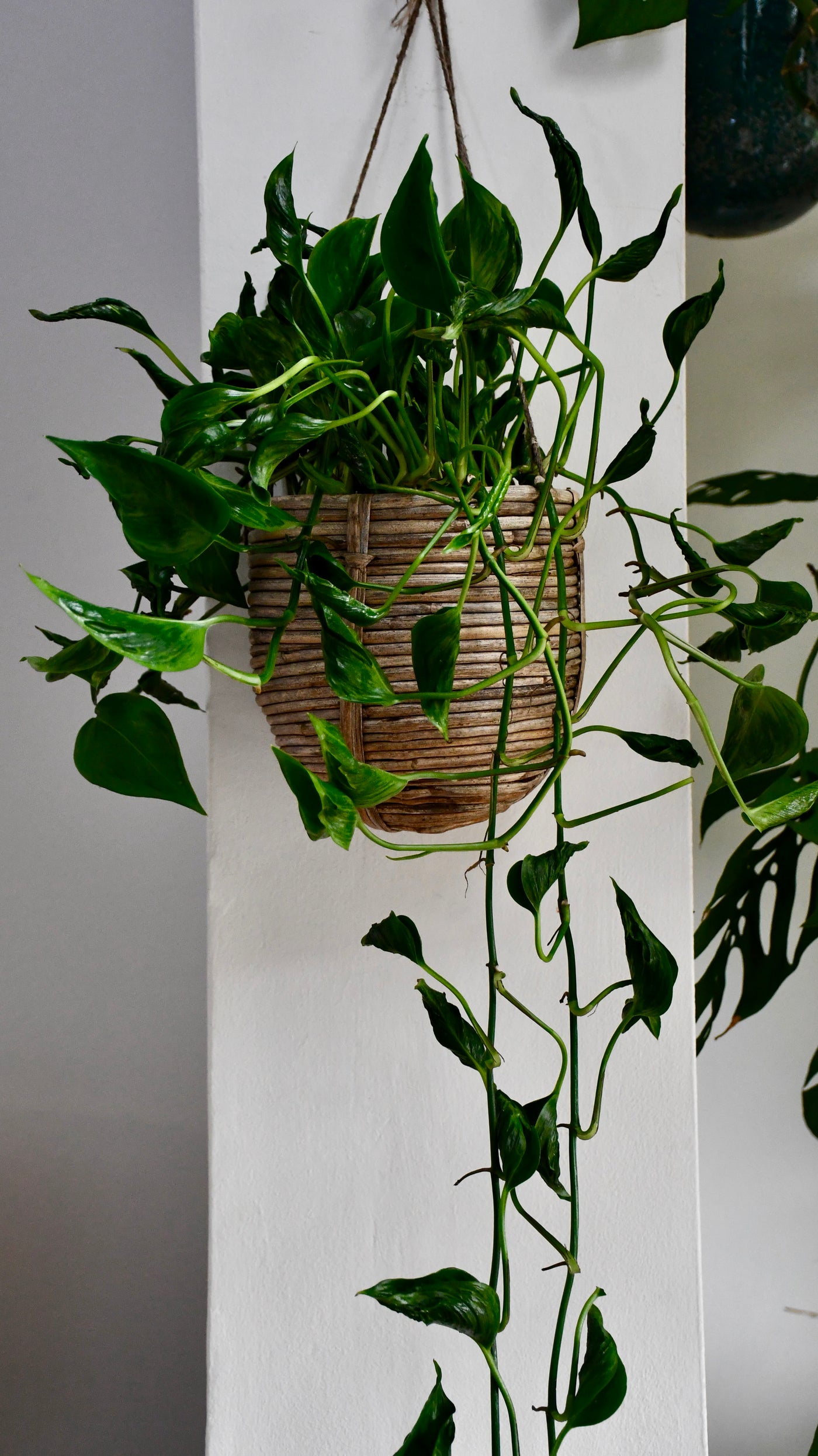 Epipremnum Aureum Shangri La, Javelin or Sleeping Pothos