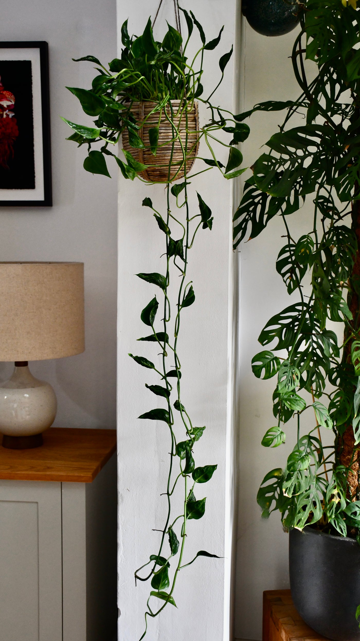 Epipremnum Aureum Shangri La, Javelin or Sleeping Pothos