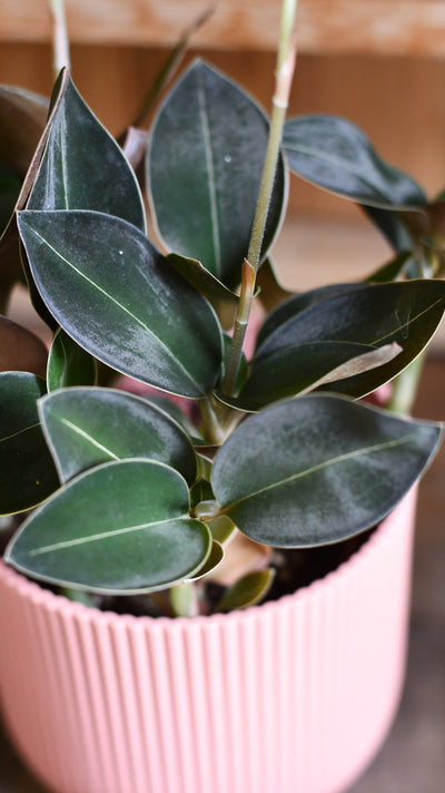 Black Velvet Jewel Orchid *rare* (Ludisia Discolor Black Velvet)