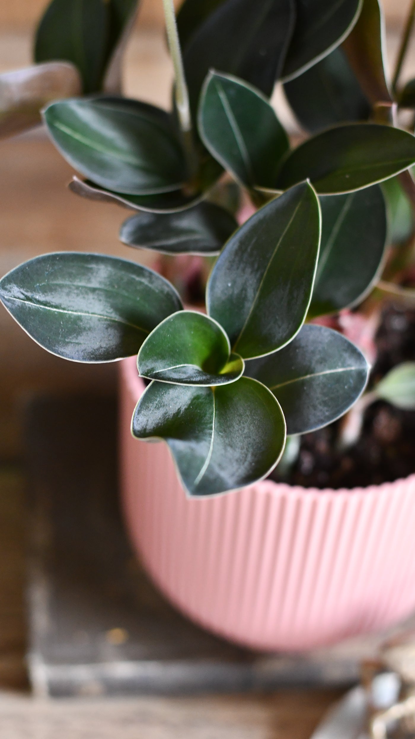 Black Velvet Jewel Orchid *rare* (Ludisia Discolor Black Velvet)