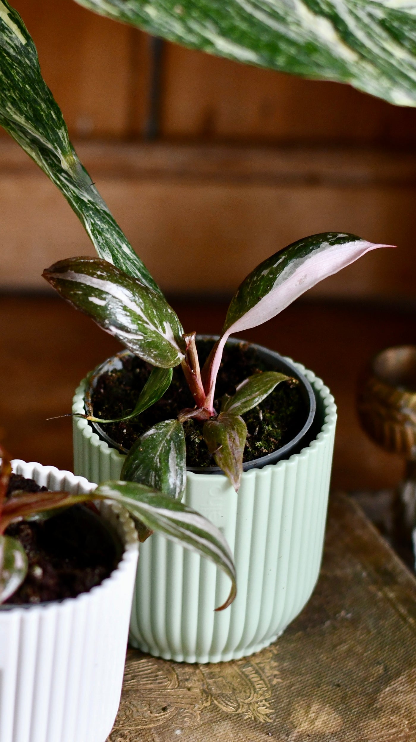 philodendron pink princess uk Baby Pink Princess Philodendron | UK delivery