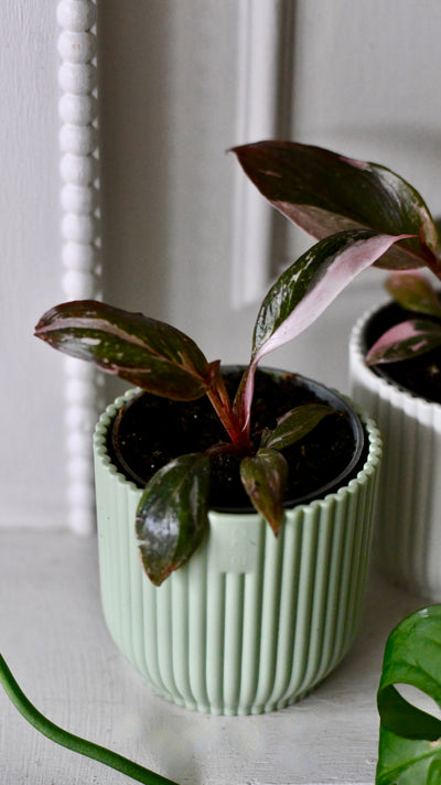 Baby Pink Princess Philodendron